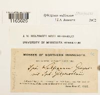 Sphagnum wulfianum image