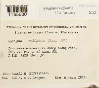 Sphagnum wulfianum image