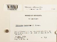 Sphagnum wulfianum image