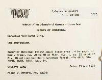 Sphagnum wulfianum image