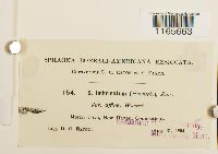 Sphagnum affine image