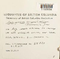 Sphagnum angustifolium image