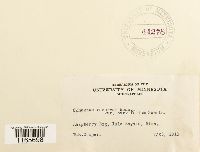 Sphagnum angustifolium image