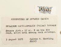 Sphagnum capillifolium image