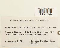 Sphagnum capillifolium image