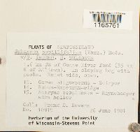 Sphagnum capillifolium image