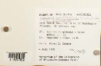 Sphagnum capillifolium image