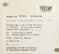 Sphagnum capillifolium image