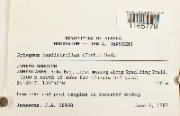 Sphagnum capillifolium image