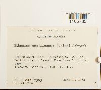 Sphagnum capillifolium image