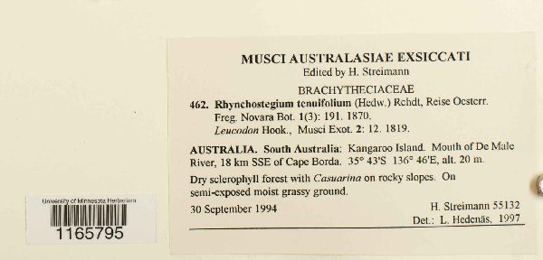 Rhynchostegium tenuifolium image