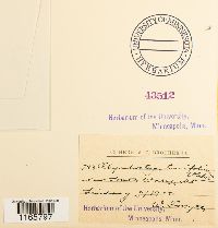 Rhynchostegium tenuifolium image