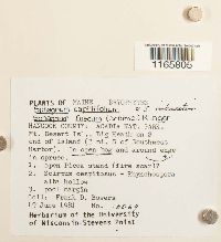 Sphagnum capillifolium image