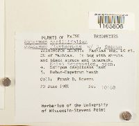 Sphagnum capillifolium image