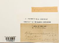 Sphagnum capillifolium image