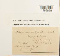 Sphagnum capillifolium image