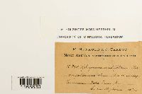 Sphagnum capillifolium image