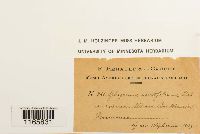 Sphagnum capillifolium image