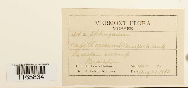 Sphagnum capillifolium image