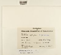 Sphagnum magellanicum image