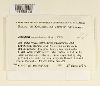 Sphagnum majus image