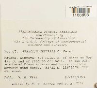 Sphagnum centrale image