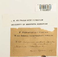 Sphagnum centrale image