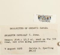 Sphagnum centrale image