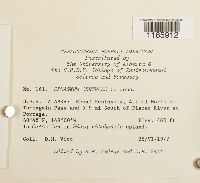 Sphagnum centrale image