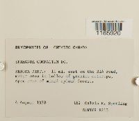 Sphagnum compactum image