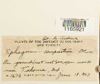 Sphagnum compactum image