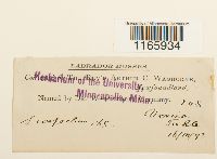 Sphagnum compactum image