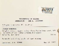 Sphagnum compactum image