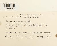 Sphagnum compactum image