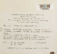 Sphagnum compactum image