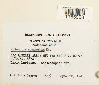 Sphagnum compactum image