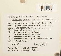 Sphagnum compactum image