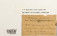 Sphagnum compactum image