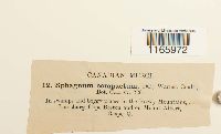 Sphagnum compactum image