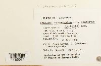 Sphagnum contortum image