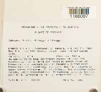 Sphagnum fallax image