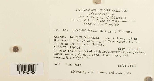 Sphagnum fallax image