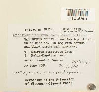 Sphagnum fallax image