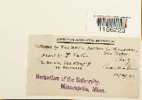 Sphagnum fuscum image