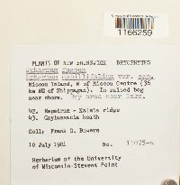 Sphagnum fuscum image