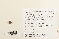 Sphagnum fuscum image