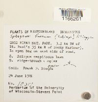 Sphagnum fuscum image