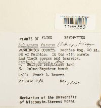 Sphagnum fuscum image