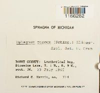 Sphagnum fuscum image