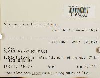 Sphagnum fuscum image